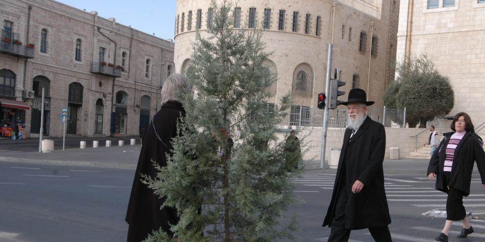 משל העץ: מה מסמלת פרשת עץ האשוח בטכניון?