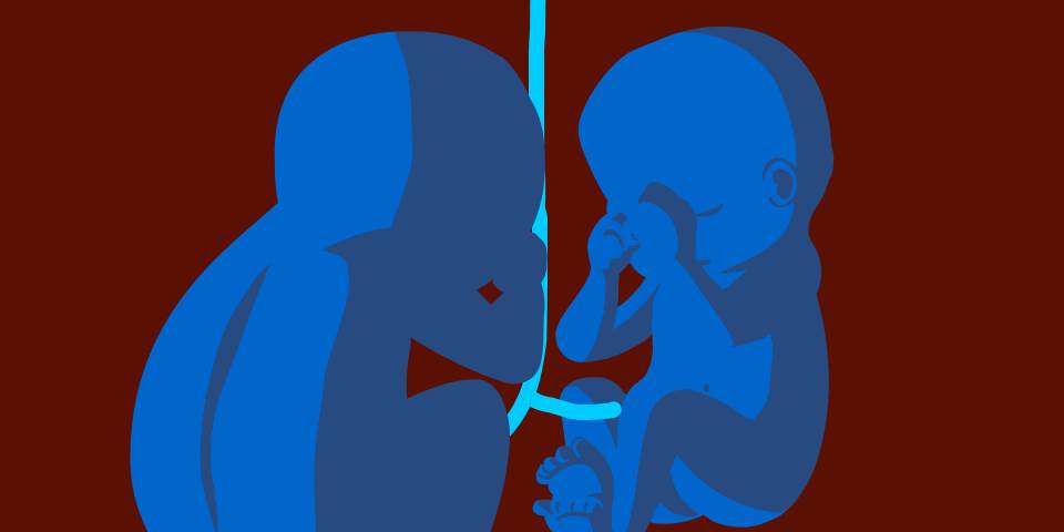 Umbilical Cord