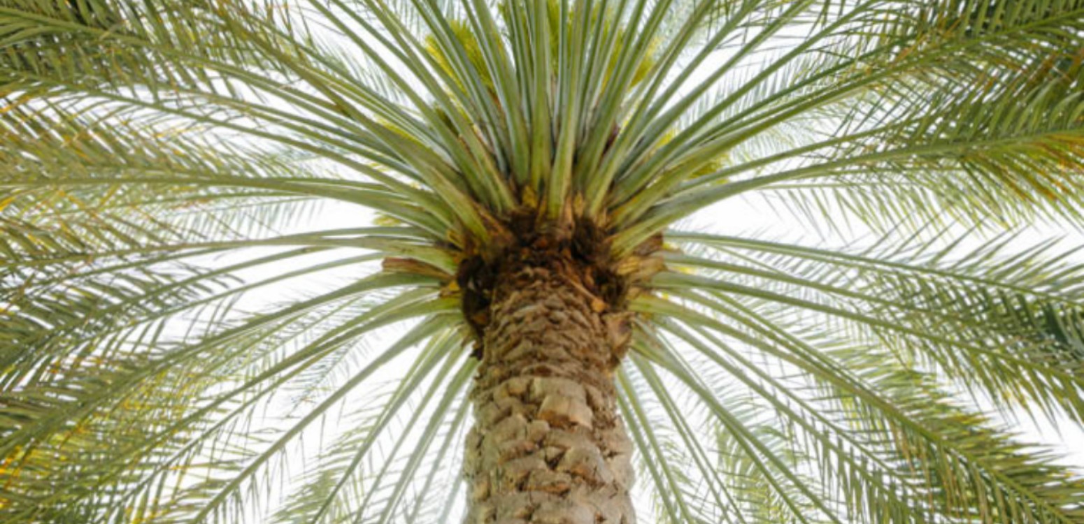 A Date to Remember: Celebrating Tu B’Shvat