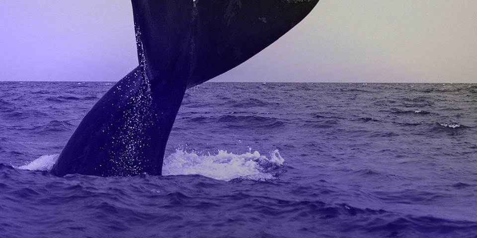 הנביא יונה - בין אמת לחמלה: מפגש שני – מבטן האונייה לבטן הים
