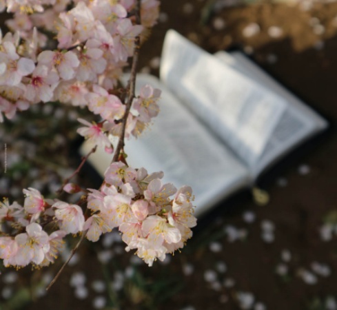 Torah as Poetry? Weekly Parashat HaShavua